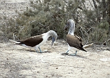 729_Blauwvoetgenten, Isla de la Plata